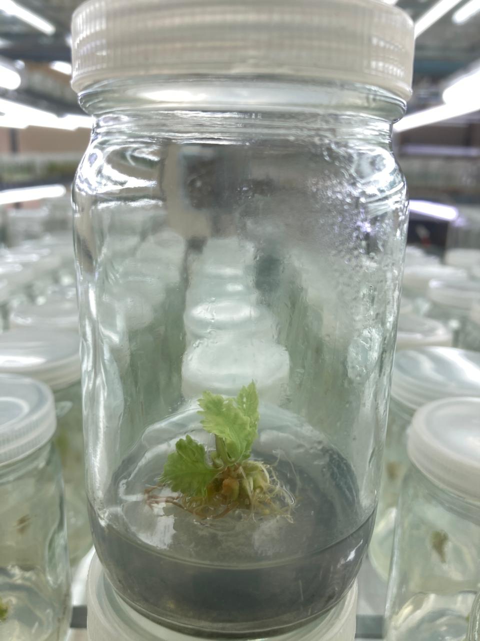 Plant tissue culture